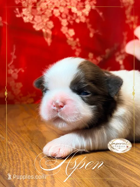 Aspen – Shih Tzu puppy for sale in Edwardsville, IL