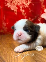 Aspen, a male Shih Tzu for sale in Edwardsville, IL – 1 of 4