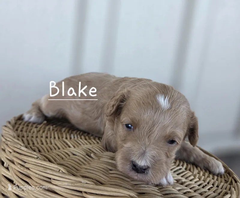 Blake – Cavapoo, Poodle - Toy  puppy for sale in Manns Choice, PA