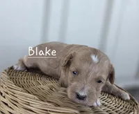 Blake, a male Cavapoo and Poodle - Toy  for sale in Manns Choice, PA – Photo 1 of 4