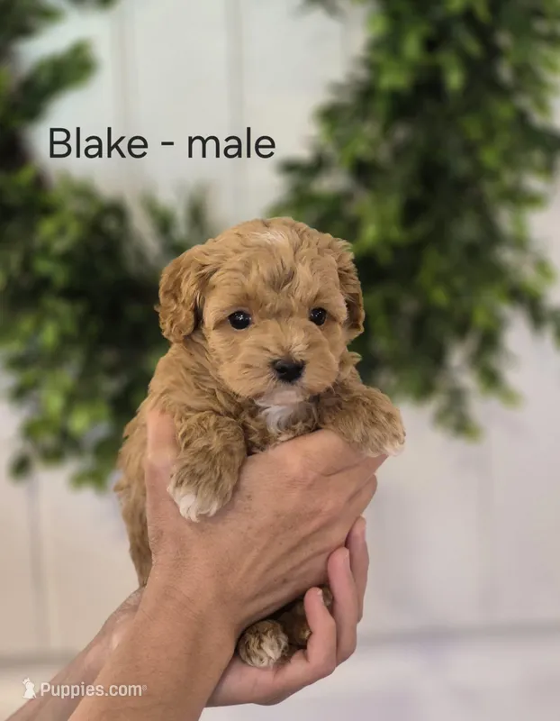 Blake – Cavapoo, Poodle - Toy  puppy for sale in Manns Choice, PA