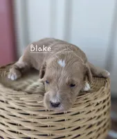 Blake, a male Cavapoo and Poodle - Toy  for sale in Manns Choice, PA – Photo 2 of 4