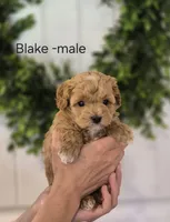 Blake, a male Cavapoo and Poodle - Toy  for sale in Manns Choice, PA – Photo 2 of 3