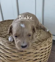 Blake, a male Cavapoo and Poodle - Toy  for sale in Manns Choice, PA – Photo 4 of 4