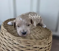 Buddy, a male Cavapoo and Poodle - Toy  for sale in Manns Choice, PA – Photo 3 of 5