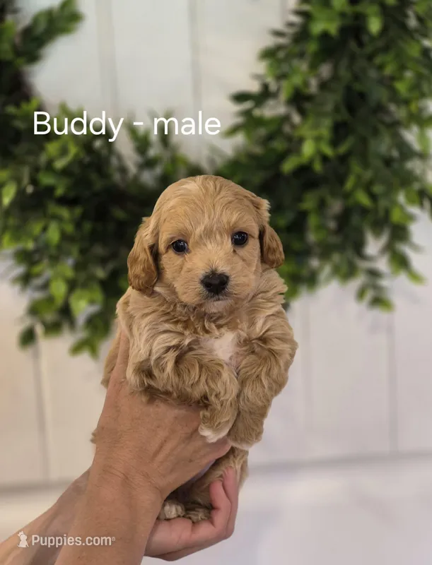 Buddy, a male Cavapoo and Poodle - Toy  for sale in Manns Choice, PA – Photo 1 of 3