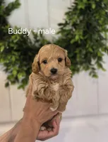 Buddy, a male Cavapoo and Poodle - Toy  for sale in Manns Choice, PA – Photo 1 of 3