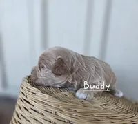 Buddy, a male Cavapoo and Poodle - Toy  for sale in Manns Choice, PA – Photo 2 of 5