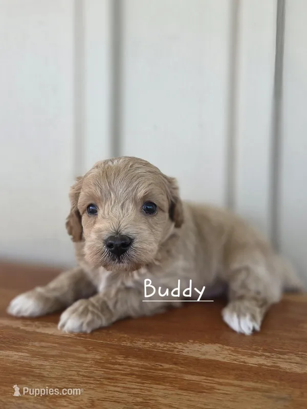 Buddy – Cavapoo, Poodle - Toy  puppy for sale in Manns Choice, PA