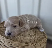 Buddy, a male Cavapoo and Poodle - Toy  for sale in Manns Choice, PA – Photo 4 of 5