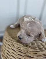 Buddy, a male Cavapoo and Poodle - Toy  for sale in Manns Choice, PA – Photo 1 of 5