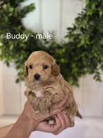 Buddy, a male Cavapoo and Poodle - Toy  for sale in Manns Choice, PA – Photo 3 of 3