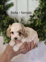 Bella, a female Cavapoo and Poodle - Toy  for sale in Manns Choice, PA – Photo 2 of 3