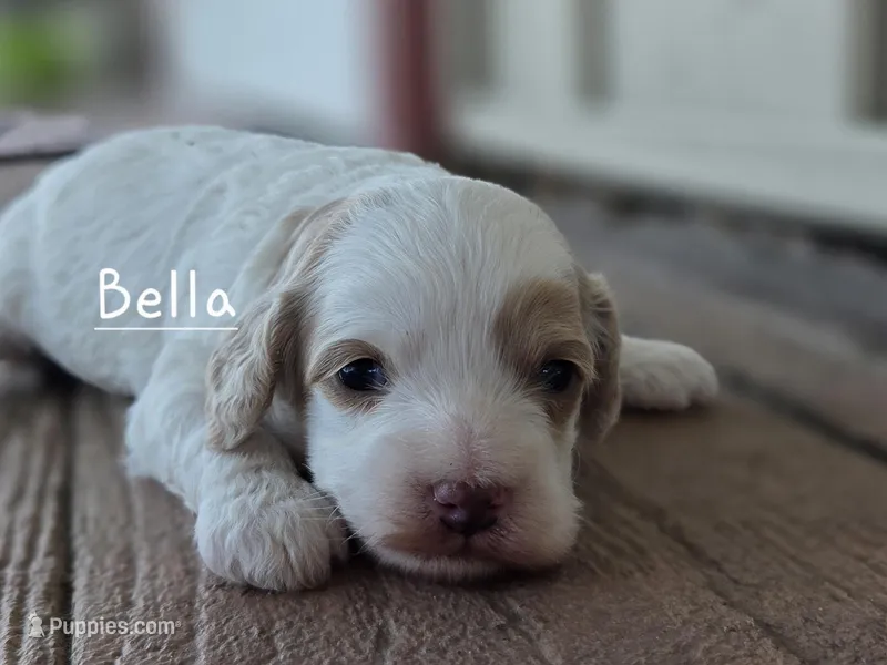 Bella – Cavapoo, Poodle - Toy  puppy for sale in Manns Choice, PA