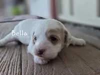 Bella, a female Cavapoo and Poodle - Toy  for sale in Manns Choice, PA – Photo 2 of 5