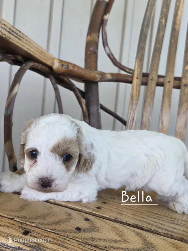 Bella – Cavapoo, Poodle - Toy  puppy for sale in Manns Choice, PA