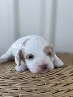 Bella, a female Cavapoo and Poodle - Toy  for sale in Manns Choice, PA – Photo 3 of 5