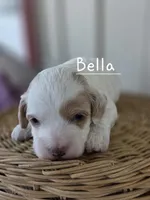 Bella, a female Cavapoo and Poodle - Toy  for sale in Manns Choice, PA – Photo 4 of 5