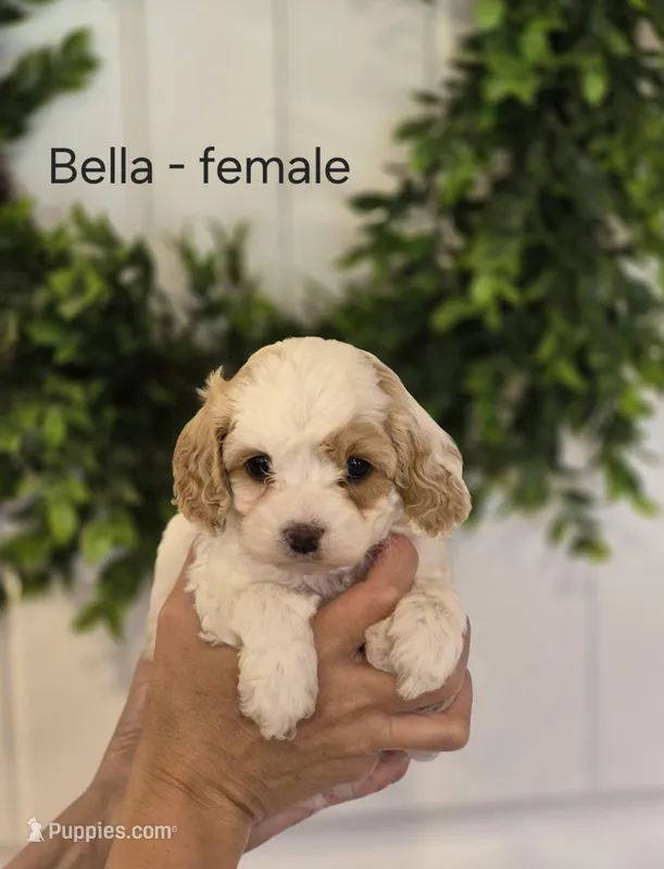 Bella – Cavapoo, Poodle - Toy  puppy for sale in Manns Choice, PA