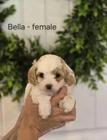 Bella, a female Cavapoo and Poodle - Toy  for sale in Manns Choice, PA – Photo 1 of 3
