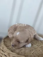 Brooke, a female Cavapoo and Poodle - Toy  for sale in Manns Choice, PA – Photo 4 of 5