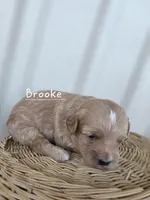 Brooke, a female Cavapoo and Poodle - Toy  for sale in Manns Choice, PA – Photo 2 of 5