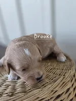 Brooke, a female Cavapoo and Poodle - Toy  for sale in Manns Choice, PA – Photo 3 of 5