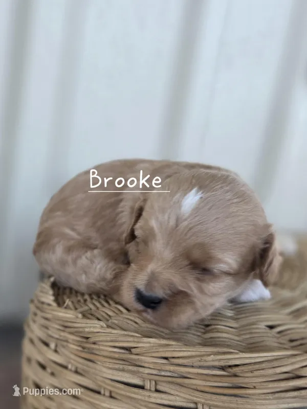 Brooke – Cavapoo, Poodle - Toy  puppy for sale in Manns Choice, PA
