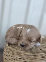 Brooke, a female Cavapoo and Poodle - Toy  for sale in Manns Choice, PA – Photo 1 of 5