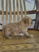 Brooke, a female Cavapoo and Poodle - Toy  for sale in Manns Choice, PA – Photo 6 of 7