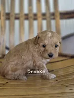 Brooke, a female Cavapoo and Poodle - Toy  for sale in Manns Choice, PA – Photo 4 of 7