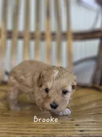 Brooke, a female Cavapoo and Poodle - Toy  for sale in Manns Choice, PA – Photo 3 of 7
