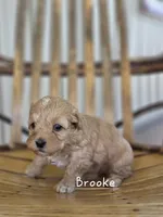 Brooke, a female Cavapoo and Poodle - Toy  for sale in Manns Choice, PA – Photo 5 of 7