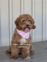 Brooke, a female Cavapoo and Poodle - Toy  for sale in Manns Choice, PA – Photo 5 of 5