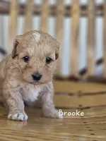 Brooke, a female Cavapoo and Poodle - Toy  for sale in Manns Choice, PA – Photo 2 of 7