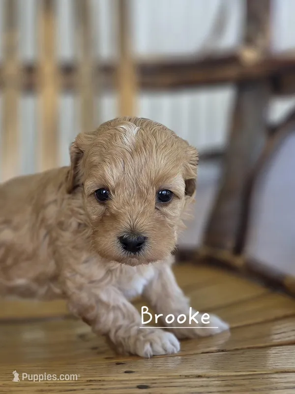 Brooke – Cavapoo, Poodle - Toy  puppy for sale in Manns Choice, PA