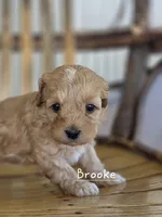 Brooke, a female Cavapoo and Poodle - Toy  for sale in Manns Choice, PA – Photo 1 of 7