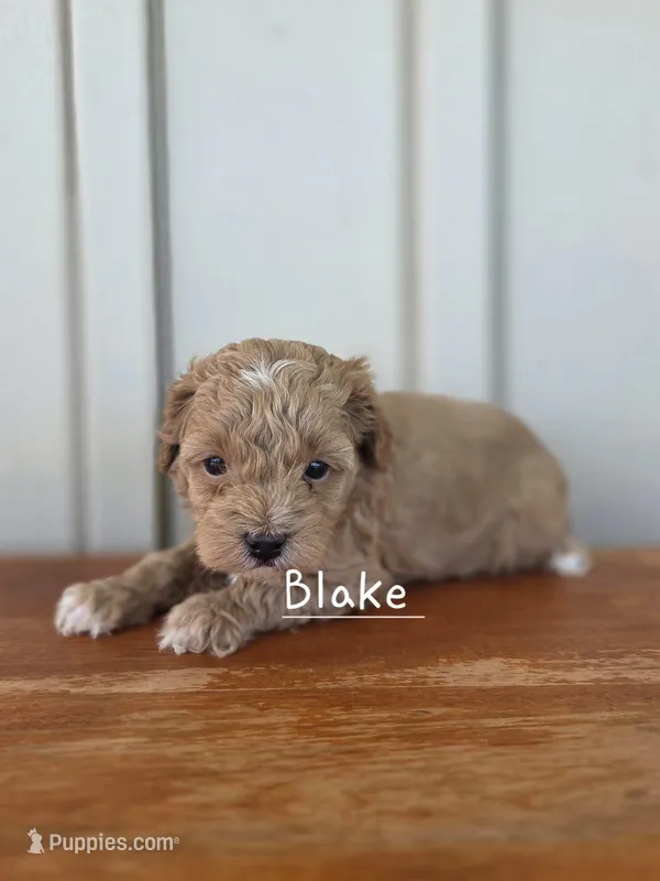 Blake – Cavapoo, Poodle - Toy  puppy for sale in Manns Choice, PA