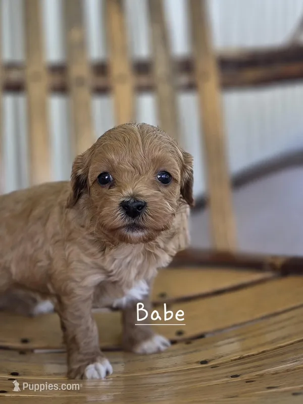 Babe – Cavapoo, Poodle - Toy  puppy on hold in Manns Choice, PA