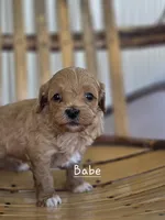 Babe, a female Cavapoo and Poodle - Toy  for sale in Manns Choice, PA – Photo 1 of 6