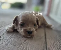 Babe, a female Cavapoo and Poodle - Toy  for sale in Manns Choice, PA – Photo 2 of 6