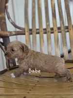 Babe, a female Cavapoo and Poodle - Toy  for sale in Manns Choice, PA – Photo 5 of 6