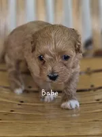Babe, a female Cavapoo and Poodle - Toy  for sale in Manns Choice, PA – Photo 2 of 6