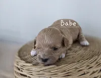 Babe, a female Cavapoo and Poodle - Toy  for sale in Manns Choice, PA – Photo 6 of 6