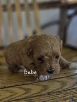 Babe, a female Cavapoo and Poodle - Toy  for sale in Manns Choice, PA – Photo 3 of 6