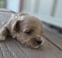 Babe, a female Cavapoo and Poodle - Toy  for sale in Manns Choice, PA – Photo 1 of 6