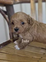 Babe, a female Cavapoo and Poodle - Toy  for sale in Manns Choice, PA – Photo 4 of 6