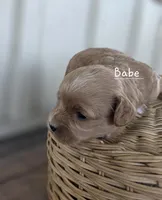 Babe, a female Cavapoo and Poodle - Toy  for sale in Manns Choice, PA – Photo 3 of 6