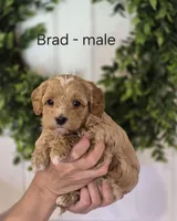 Brad, a male Cavapoo and Poodle - Toy  for sale in Manns Choice, PA – Photo 2 of 3