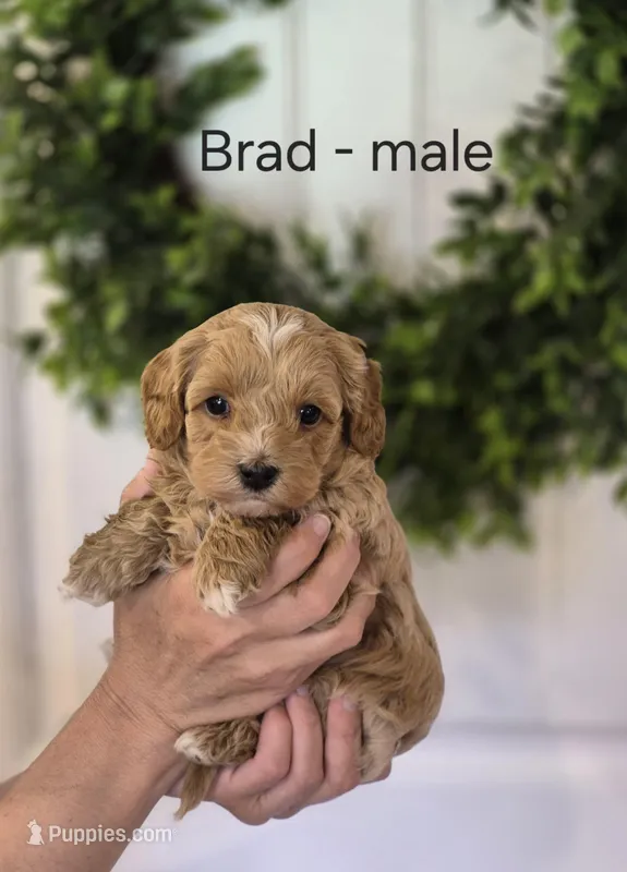 Brad – Cavapoo, Poodle - Toy  puppy for sale in Manns Choice, PA
